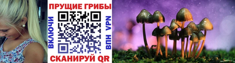 что такое   Краснокаменск  Псилоцибиновые грибы мицелий 